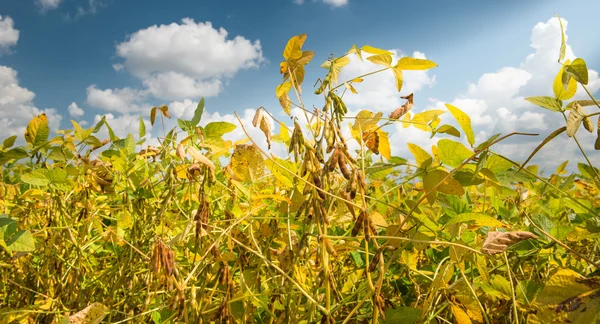 Field of Soybeans — Stock Photo, Image