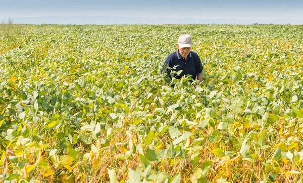 Fertile soybean field — Stock Photo, Image