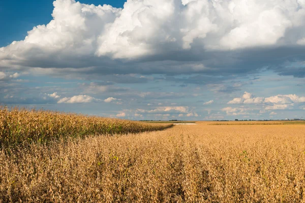 Field of Soybeans — Stock Photo, Image