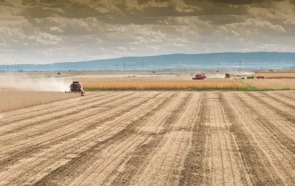 Soybean harvest — Stock Photo, Image