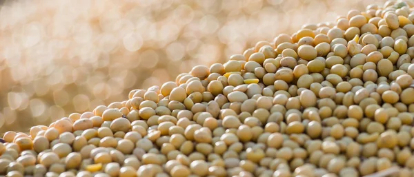 Soyabean harvest — Stock Photo, Image