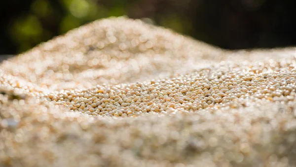 Soybean harvest — Stock Photo, Image