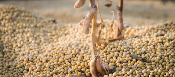 Soybean harvest — Stock Photo, Image