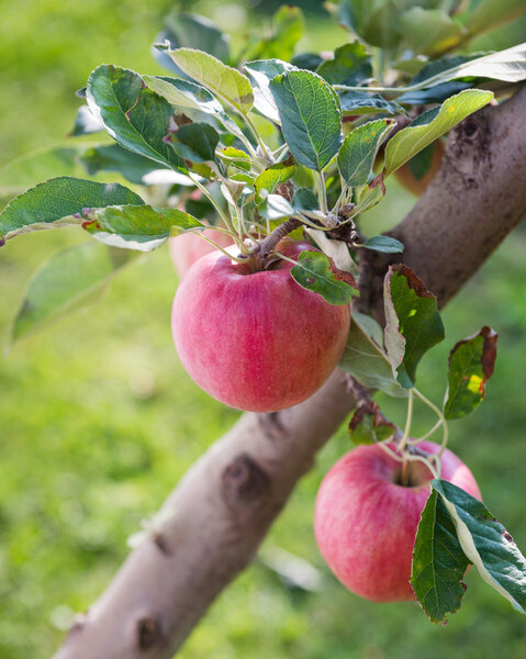 Ripe red apples grow on a branch