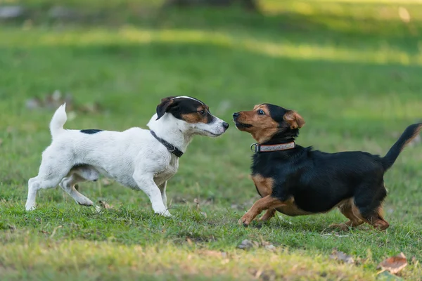 Twee kleine hond — Stockfoto