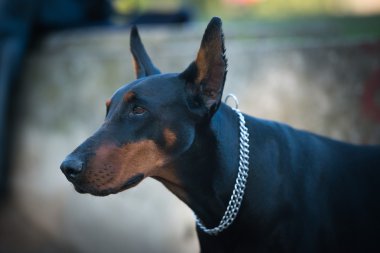 dişi doberman pinscher