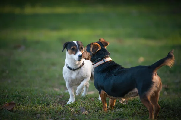 Due cagnolini — Foto Stock