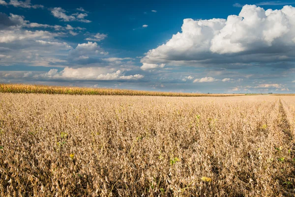 Field of Soybeans — Stock Photo, Image