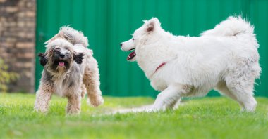 Tibetian terrier ve samoyed