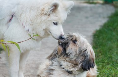 Tibetian terrier ve samoyed