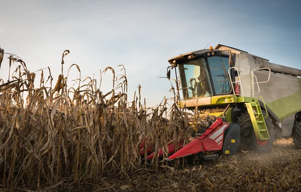 Combinar la cosecha de maíz —  Fotos de Stock
