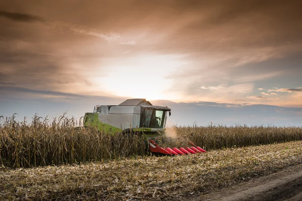 Combine harvesting corn — Stock Photo, Image