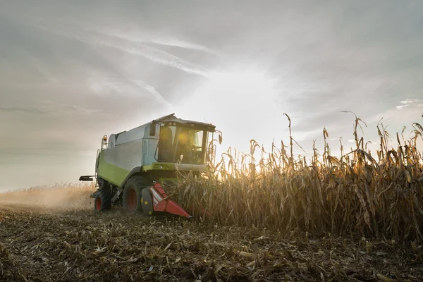 Kombinovat sklizně úrody kukuřice — Stock fotografie