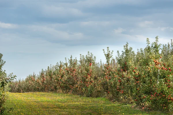 Apples orchard — Stock Photo, Image