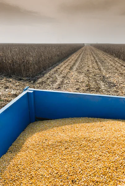 Corn harvest — Stock Photo, Image