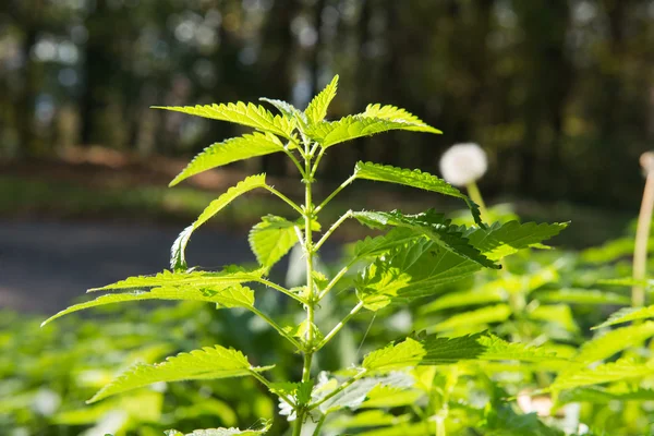 Green stinging nettle — Stock Photo, Image