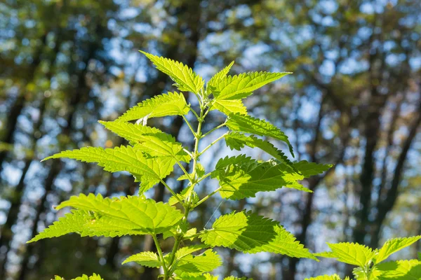 Green stinging nettle — Stock Photo, Image