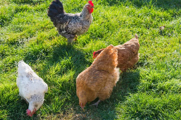 Farm chickens eating — Stock Photo, Image