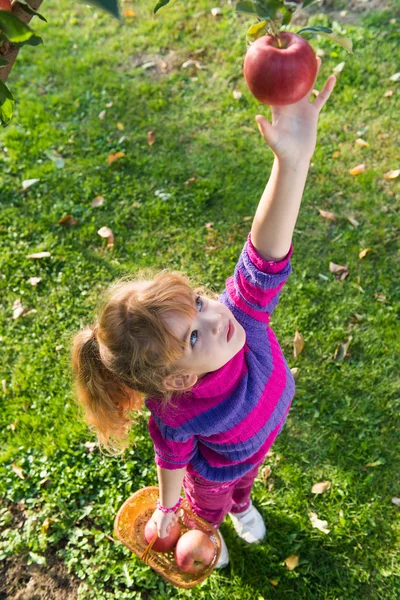 Kis lány leszedett almákat — Stock Fotó