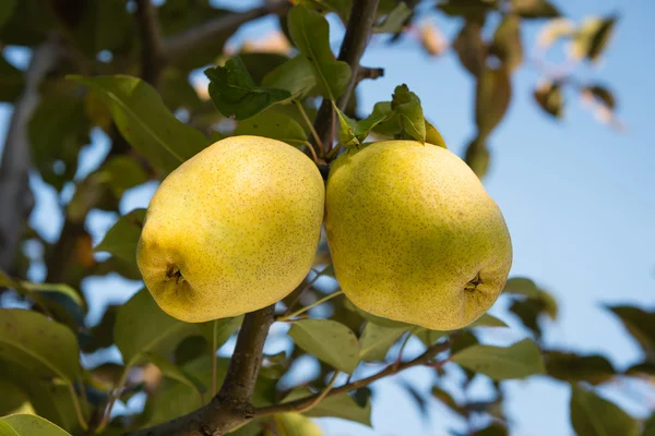 Pear on the branch — Stock Photo, Image
