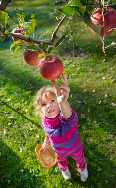 Niña recogió manzanas — Foto de Stock