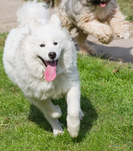 Terier tybetański i samoyed — Zdjęcie stockowe