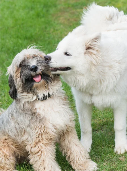 Terier tybetański i samoyed — Zdjęcie stockowe