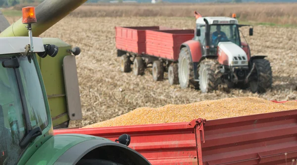 Kukorica aratás-a termőföld — Stock Fotó