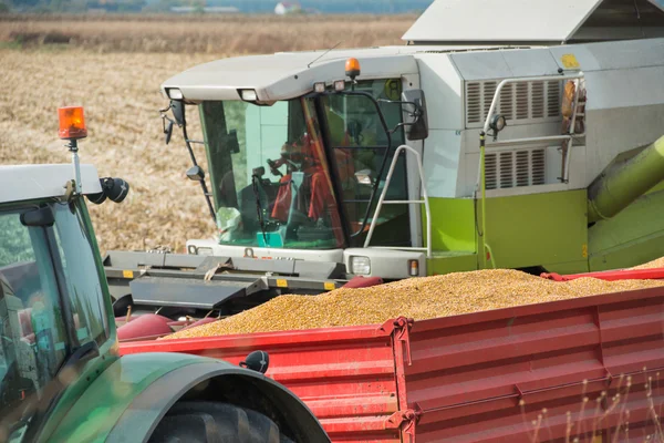 Corn harvest on farmland — Stock Photo, Image