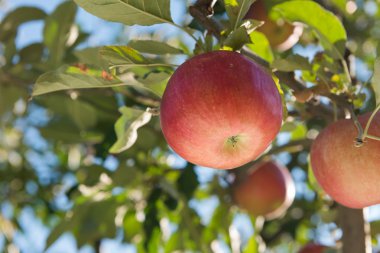 Olgun kırmızı elmalar