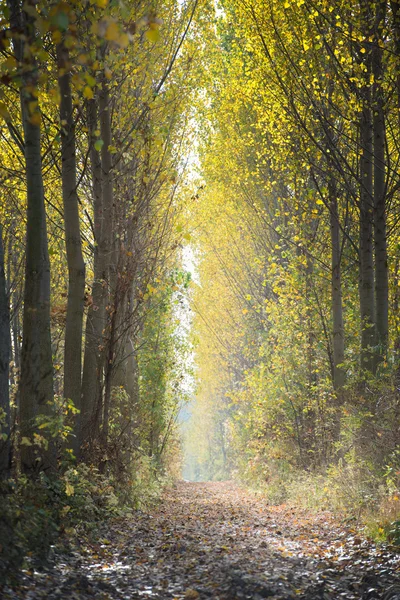 Autumn forest — Stock Photo, Image