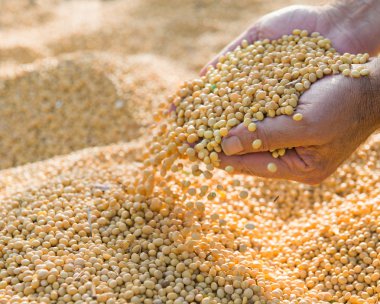 Soya Fasulye hasat sonra