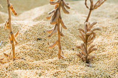 am gitaar akkoorden diagram