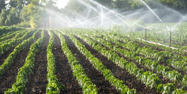 irrigation of vegetables clipart