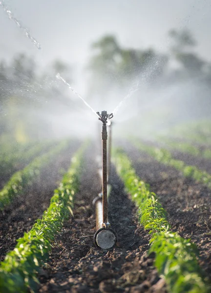 Irrigação de produtos hortícolas — Fotografia de Stock