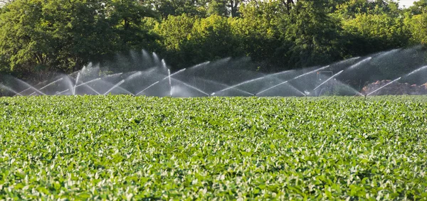 Irrigação de produtos hortícolas — Fotografia de Stock