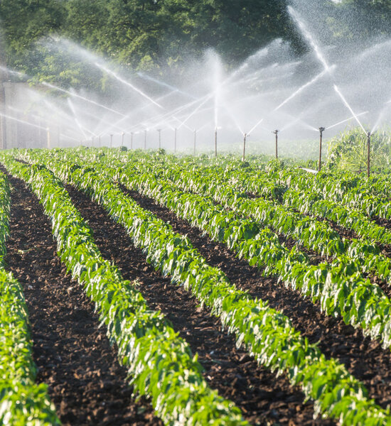 irrigation of vegetables