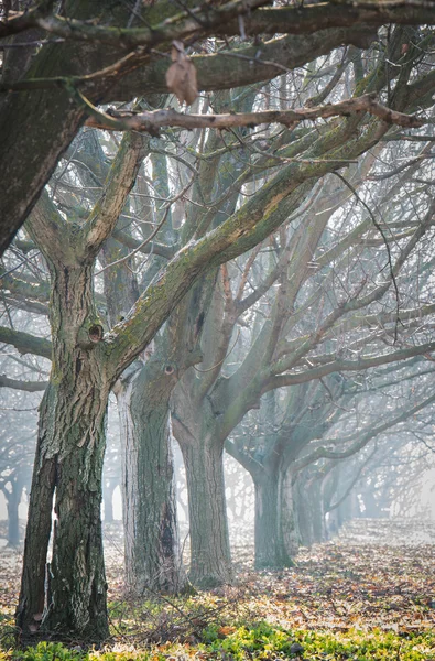 호두 나무 — 스톡 사진