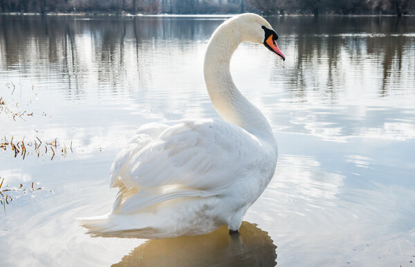white swan