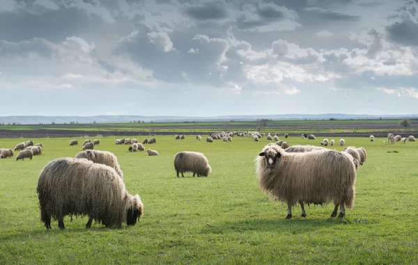 Moutons dans les pâturages — Photo