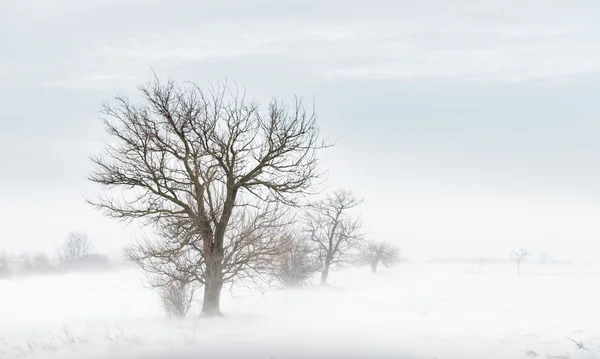 冬の吹雪 — ストック写真