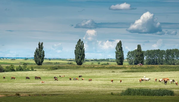 Manada de vacas — Fotografia de Stock