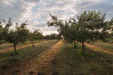 günbatımı ağaçta meyve bahçesi