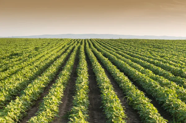 Filas de campo de soja — Foto de Stock