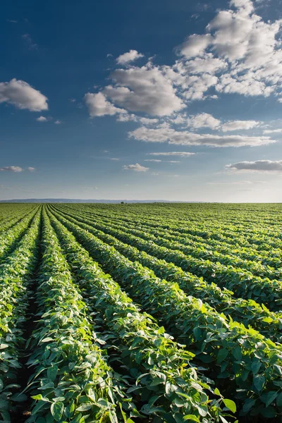 Campo di soia — Foto Stock