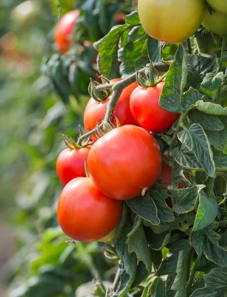 Tillväxt tomater — Stockfoto