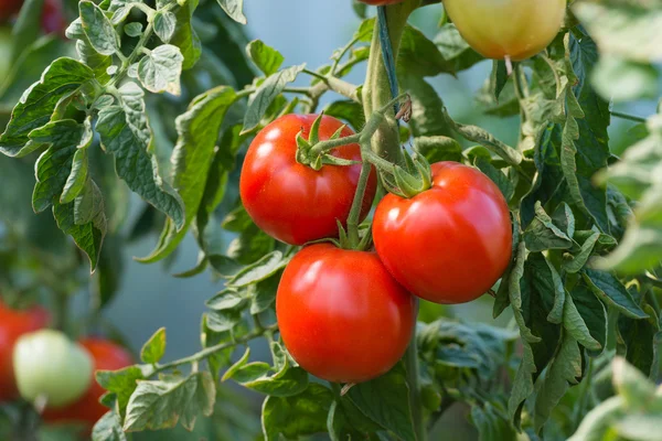 Tomates maduros — Fotografia de Stock