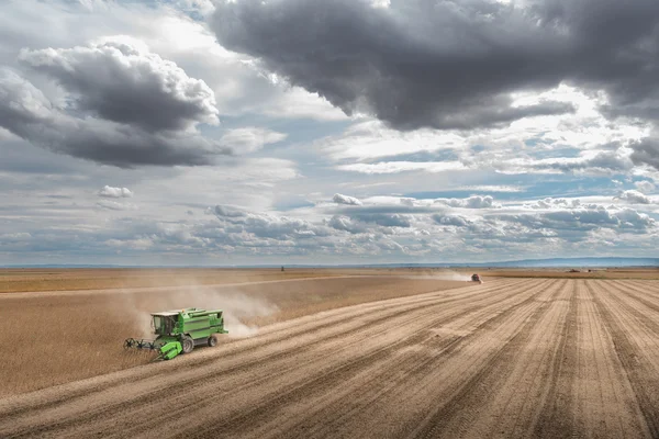 Soybean harvest — Stock Photo, Image