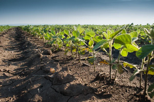 Campo de soja — Foto de Stock