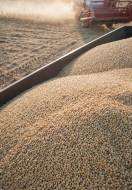  soya hasat